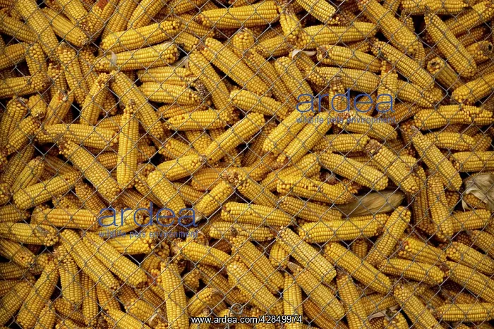 : Maize in storage : Maize in storage