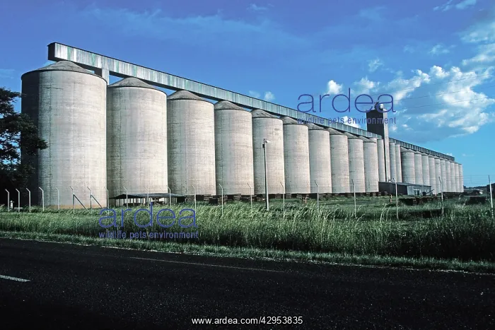 : Maize storage silos : Maize storage silos