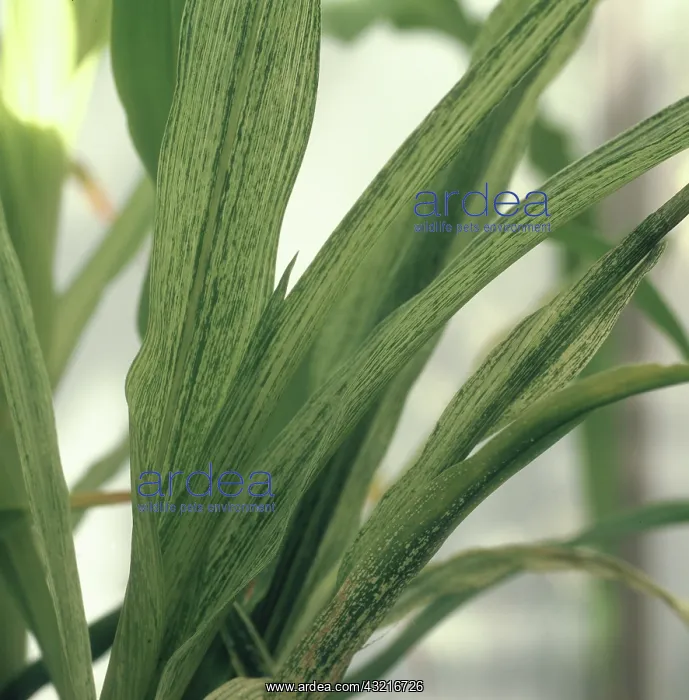 : Maize streak virus : Maize streak virus