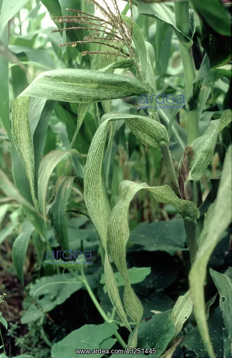 : Maize streak virus : Maize streak virus