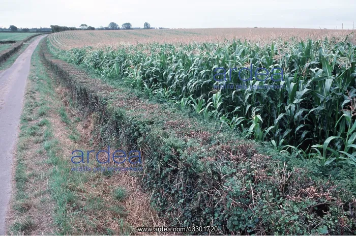 : MAIZE / SWEETCORN - crop in field with tight trimmed hedge : MAIZE / SWEETCORN - crop in field with tight trimmed hedge
