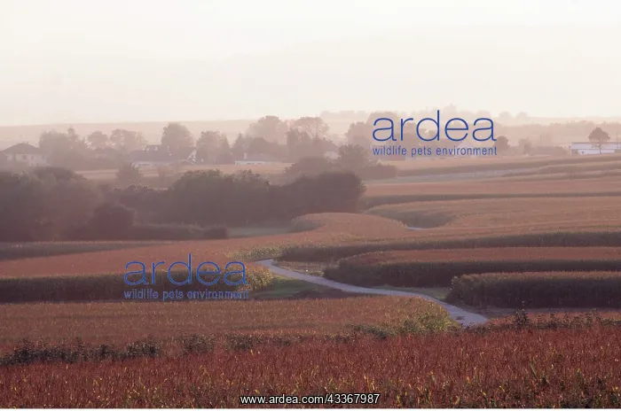 : MAIZE / SWEETCORN - field landscape : MAIZE / SWEETCORN - field landscape