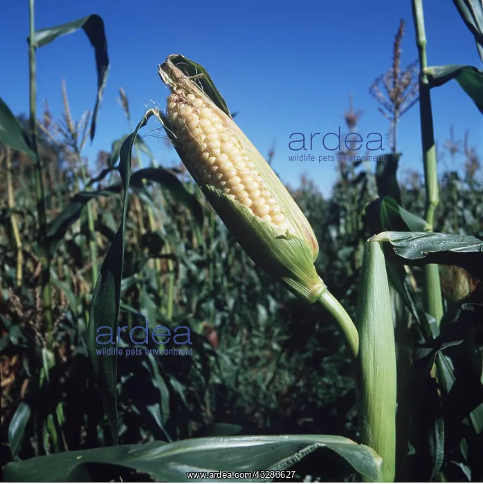 : MAIZE / SWEETCORN - growing in field, showing husk : MAIZE / SWEETCORN - growing in field, showing husk