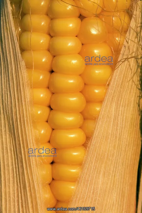 : Maize (Zea mays), Nuenen, Noord-Brabant, The Netherlands, The Netherlands : Maize (Zea mays), Nuenen, Noord-Brabant, The Netherlands, The Netherlands