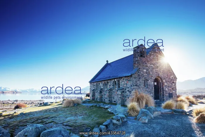 : Majestic Lake Tekapo and the Church of the Good S : Majestic Lake Tekapo and the Church of the Good S