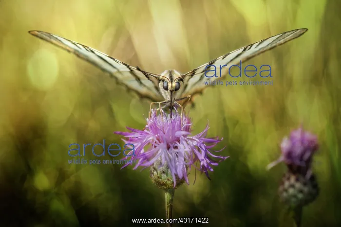: Her Majesty Podalirius - butterfly on a wild flower : Her Majesty Podalirius - butterfly on a wild flower