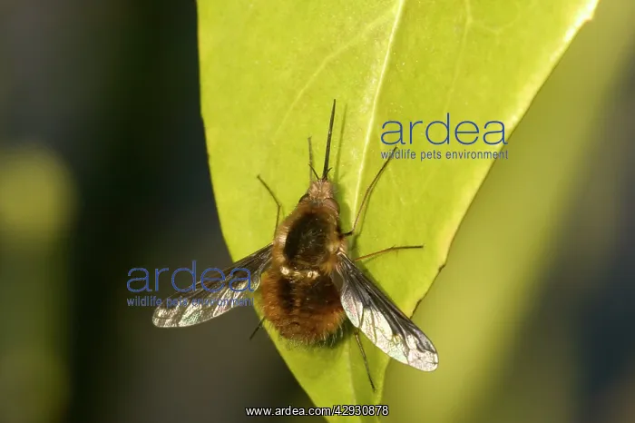 : Major Bee-Fly : Major Bee-Fly