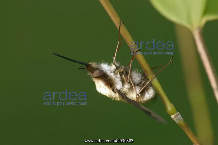 : Major Bee-Fly : Major Bee-Fly