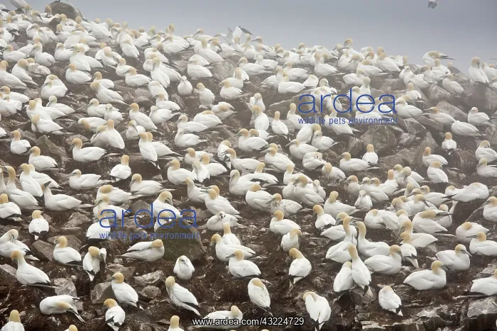 : Major Gannet Colony at Cape St. Mary's Ecological : Major Gannet Colony at Cape St. Mary's Ecological