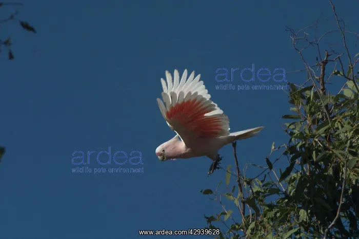 : Major Mitchell's Cockatoo : Major Mitchell's Cockatoo