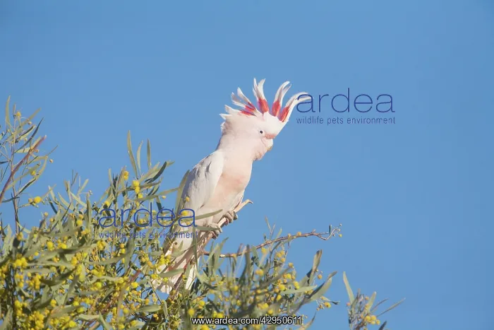 : Major Mitchell's Cockatoo : Major Mitchell's Cockatoo