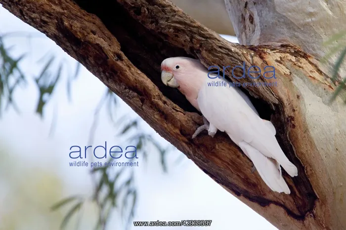 : Major Mitchell's Cockatoo : Major Mitchell's Cockatoo