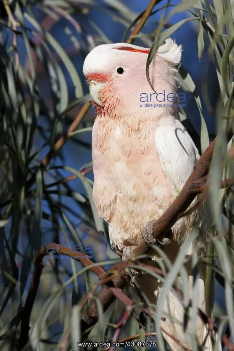 : Major Mitchell's Cockatoo : Major Mitchell's Cockatoo