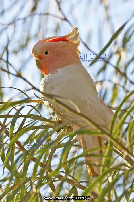 : Major Mitchell's Cockatoo : Major Mitchell's Cockatoo