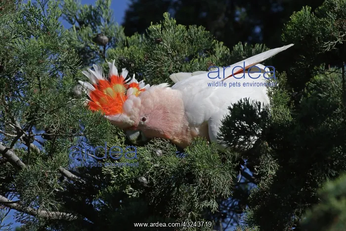 : Major Mitchell's Cockatoo : Major Mitchell's Cockatoo