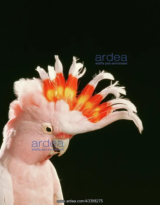 : Major Mitchell's COCKATOO : Major Mitchell's COCKATOO