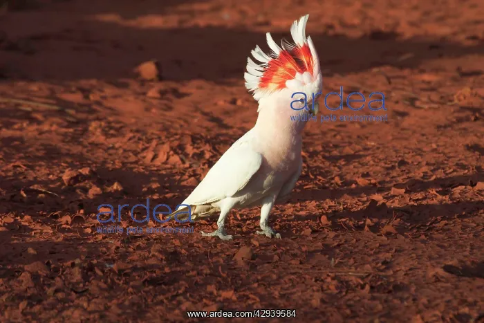 : Major Mitchell's Cockatoo - Approaching a pool : Major Mitchell's Cockatoo - Approaching a pool