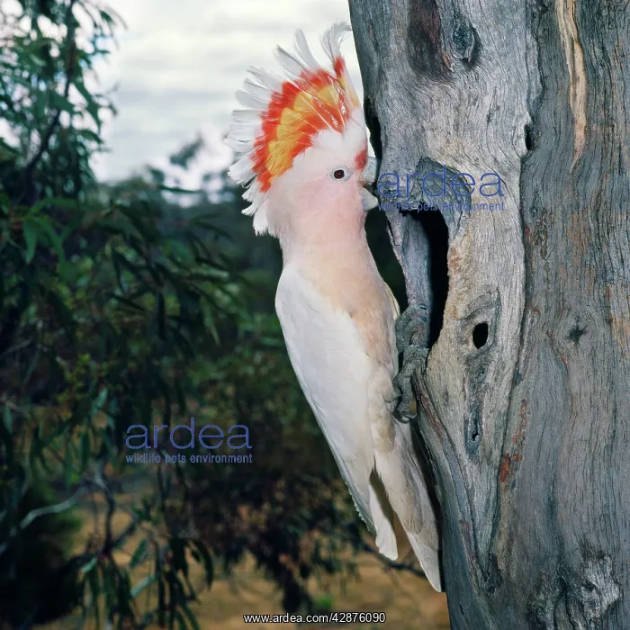 : Major Mitchell's Cockatoo - with crest up : Major Mitchell's Cockatoo - with crest up