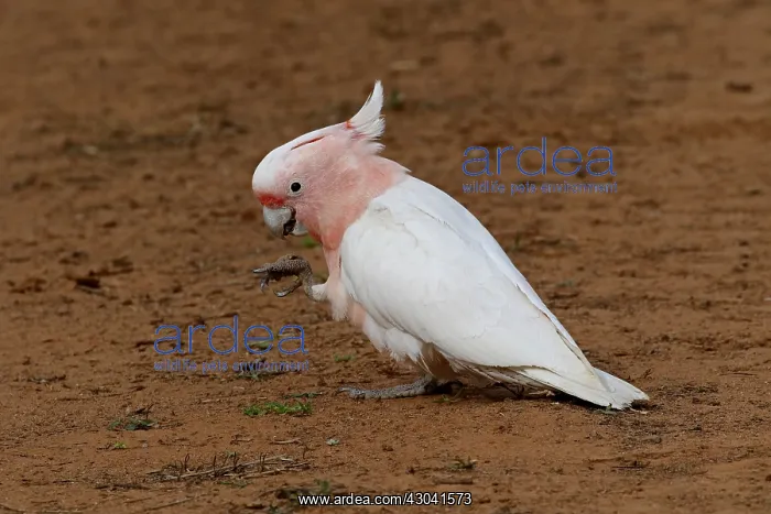 : Major Mitchell's Cockatoo feeding using foot to : Major Mitchell's Cockatoo feeding using foot to