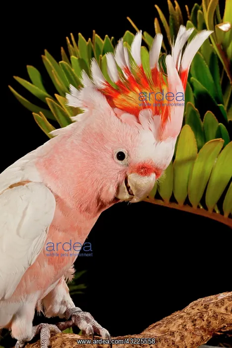 : Major Mitchell's Cockatoo, Lophochroa leadbeateri : Major Mitchell's Cockatoo, Lophochroa leadbeateri