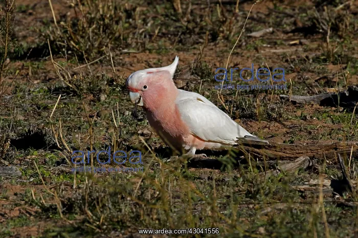 : Major Mitchell's Cockatoo Major Mitchell's Cockatoo : Major Mitchell's Cockatoo Major Mitchell's Cockatoo