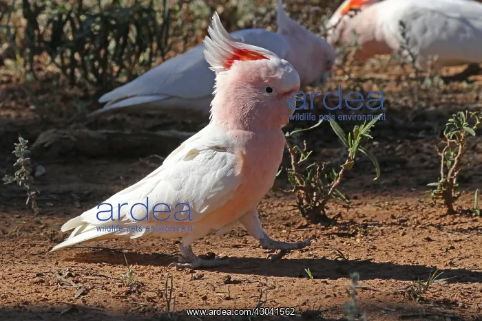  : Major Mitchell's Cockatoo Major Mitchell's Cockatoo