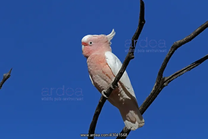 : Major Mitchell's Cockatoo Major Mitchell's Cockatoo : Major Mitchell's Cockatoo Major Mitchell's Cockatoo