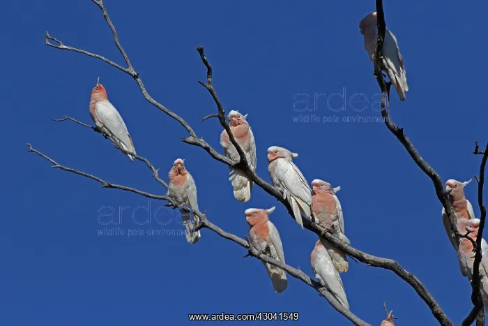 : Major Mitchell's Cockatoos Major Mitchell's Cockatoos : Major Mitchell's Cockatoos Major Mitchell's Cockatoos