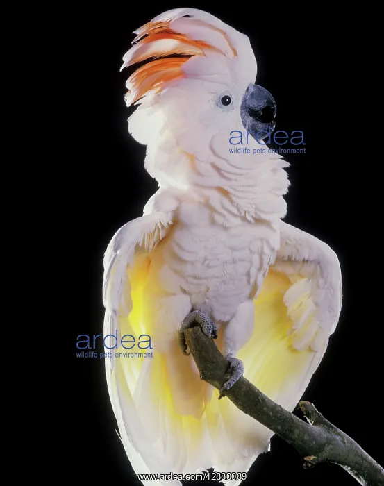 : Major Mitchell's / Pink Cockatoo : Major Mitchell's / Pink Cockatoo