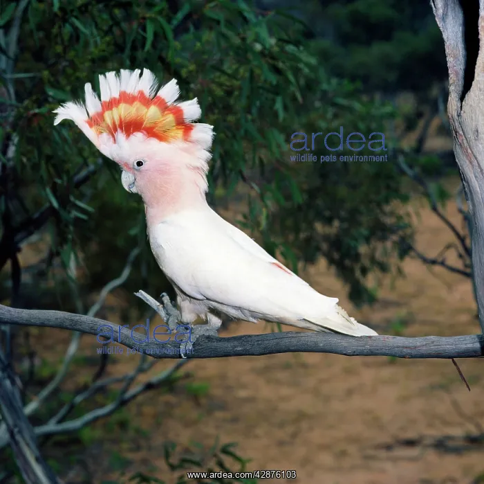 : Major Mitchell's Pink Cockatoo - female : Major Mitchell's Pink Cockatoo - female