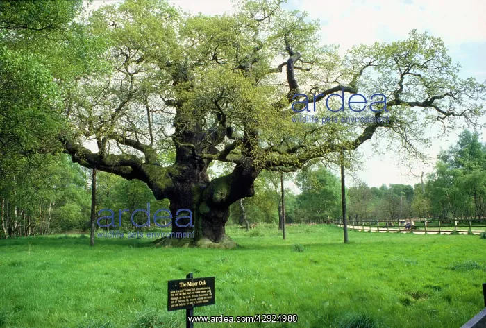  : Major Oak. Sherwood Forest, Nottingham, UK