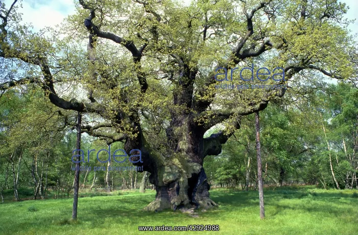  : Major Oak. Sherwood Forest, Nottingham, UK