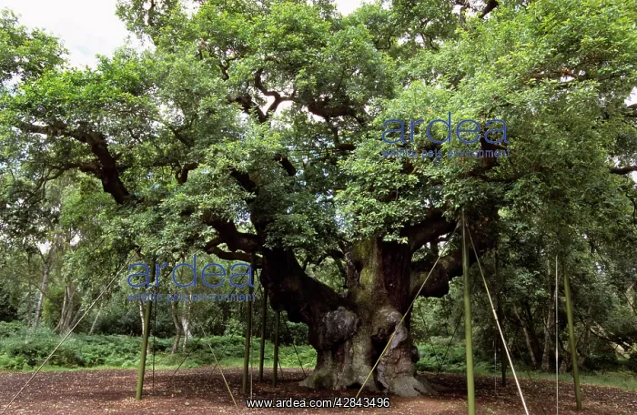 : Major Oak - with support props : Major Oak - with support props