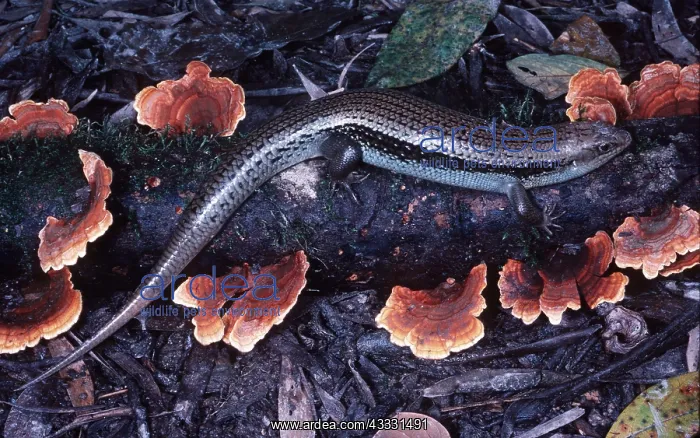 : MAJOR SKINK / Lizard : MAJOR SKINK / Lizard