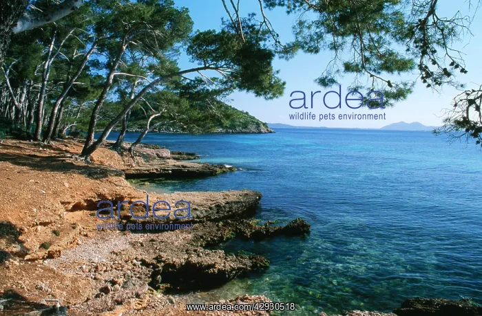 : MAJORCA - Bay of Pollensa (Pollenca) : MAJORCA - Bay of Pollensa (Pollenca)