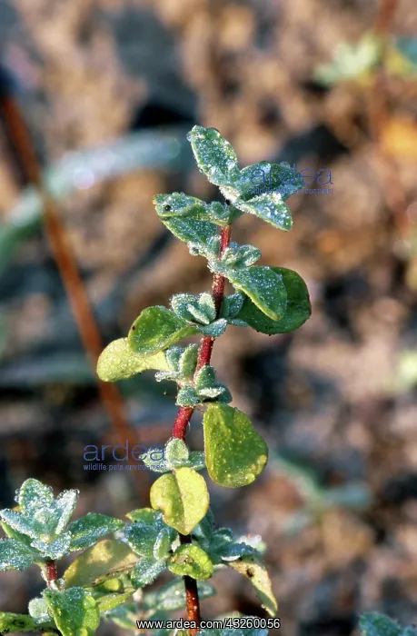 : Majorum (Origanum majorana)