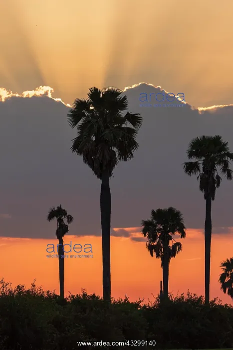 : Makalani palm trees (Hyphaene pertersiana) at sunset : Makalani palm trees (Hyphaene pertersiana) at sunset