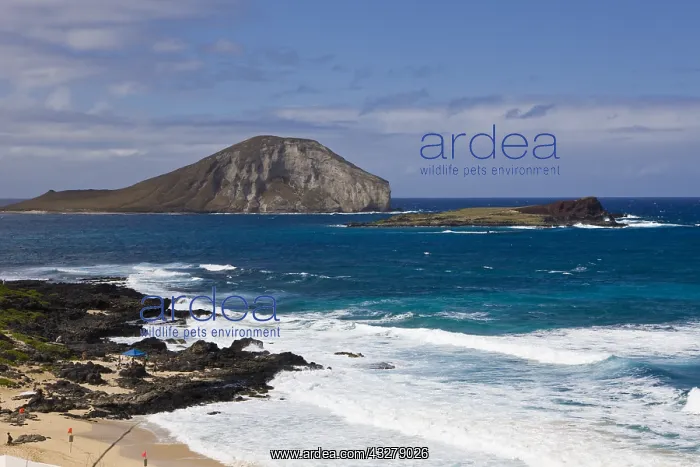 : Makapuu Strand und Manana Vogelinseln, Oahu, Pazifik : Makapuu Strand und Manana Vogelinseln, Oahu, Pazifik