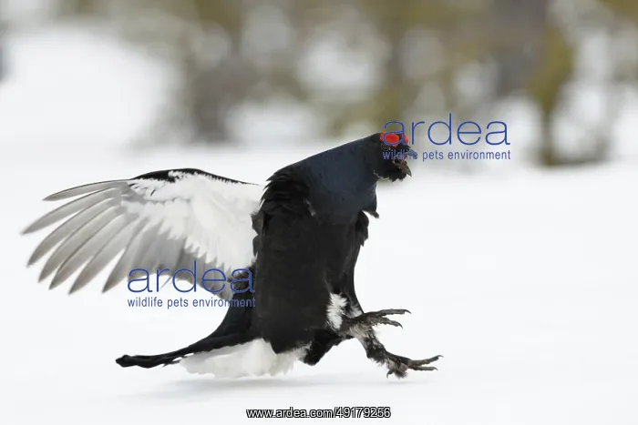 : Make way... Black grouse (Lyrurus tetrix) : Make way... Black grouse (Lyrurus tetrix)