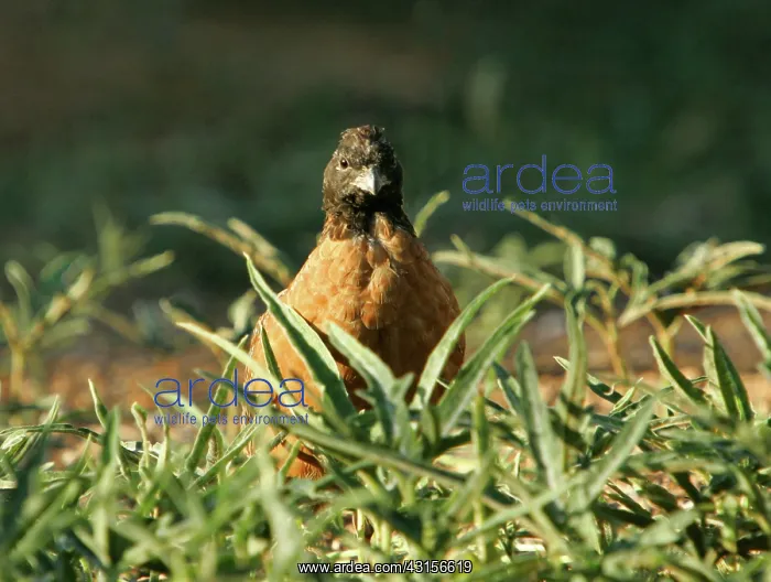 : Maked Bobwhite Quail : Maked Bobwhite Quail