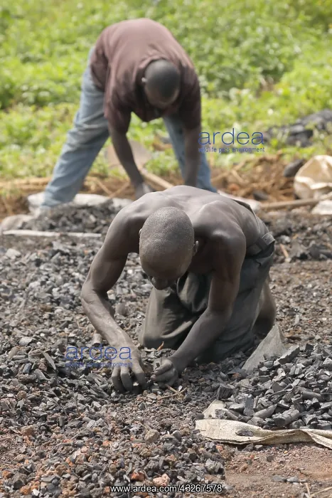 : making charcoal, Kenya : making charcoal, Kenya