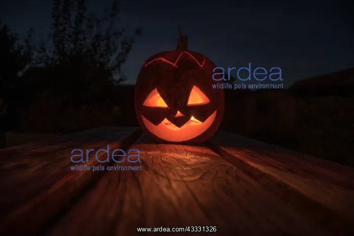 : Making of an Halloween pumpkin decoration : Making of an Halloween pumpkin decoration