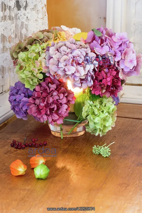 : Making of Hydrangea bouquet France, Pas de Calais : Making of Hydrangea bouquet France, Pas de Calais