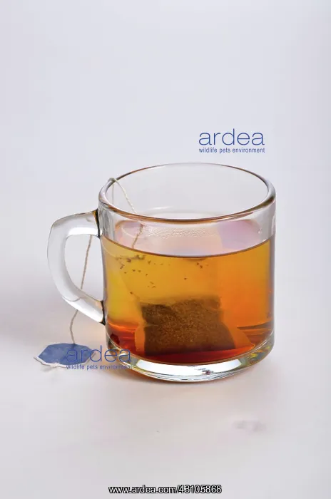 : Making Tea, 3 of 5 : Making Tea, 3 of 5
