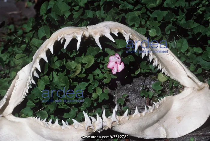 : MAKO SHARK - Jaw Skeleton : MAKO SHARK - Jaw Skeleton