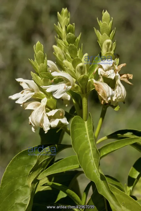 : Malabar Nut - in flower; from India and Nepal : Malabar Nut - in flower; from India and Nepal