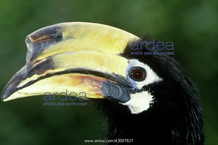 : Malabar Pied Hornbill : Malabar Pied Hornbill