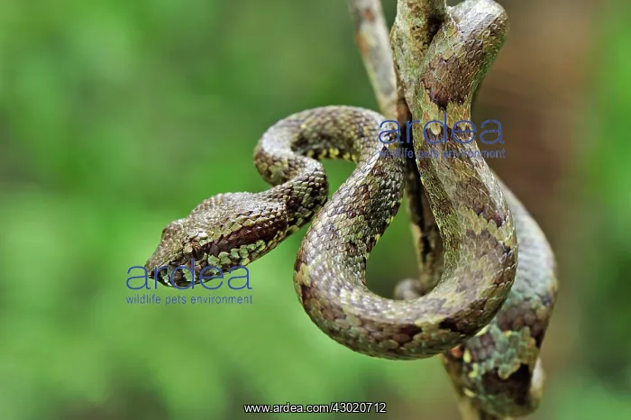 : Malabar Pit Viper / Rock Viper : Malabar Pit Viper / Rock Viper