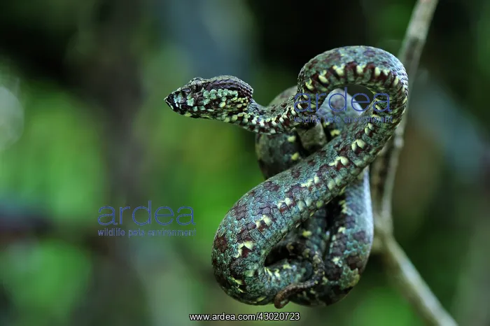 : Malabar Pit Viper / Rock Viper : Malabar Pit Viper / Rock Viper