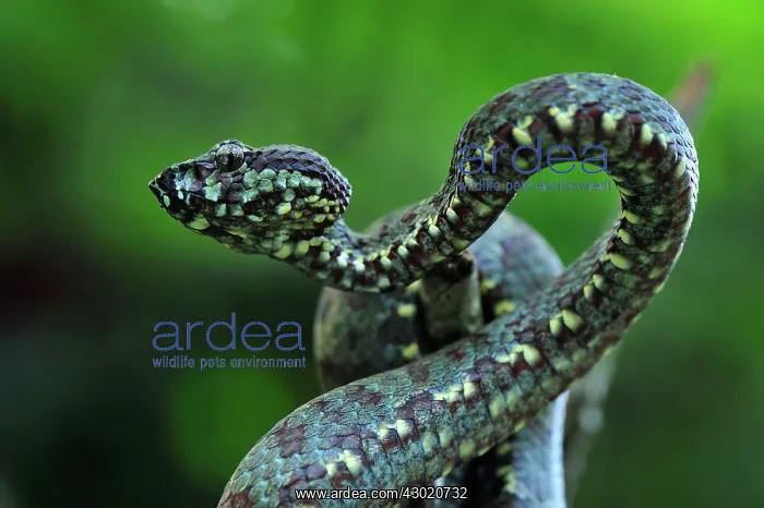 : Malabar Pit Viper / Rock Viper : Malabar Pit Viper / Rock Viper